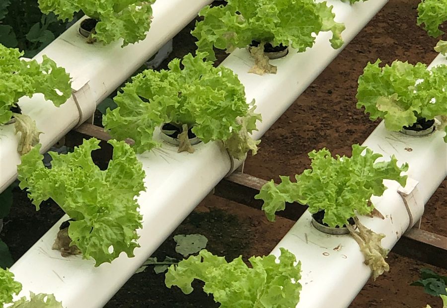 Plants growing in rows
