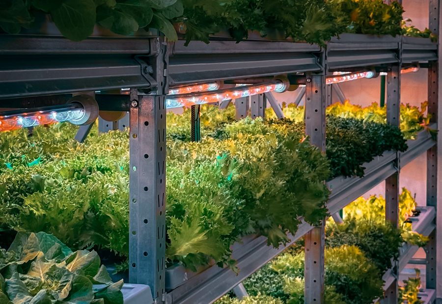 Greenhouse growing racks